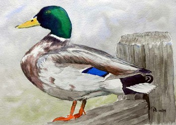Mallard